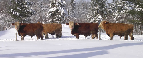 jeunes taureaux en hiver