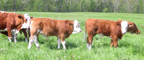 Group in summer pasture